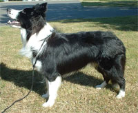 a well breed Border Collie dog